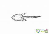 Tadpole Coloring Learnaboutnature Tadpoles Pages sketch template