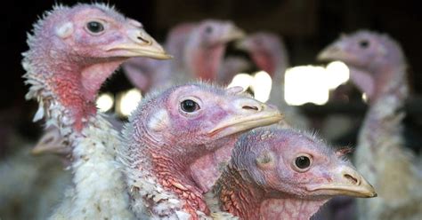 avian flu crisis grows  poultry producers  usa