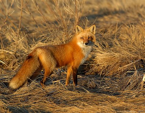 podcast 19 red tail fox — joey bee outdoors science and