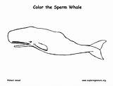 Sperm Coloring Whale Human Bank sketch template
