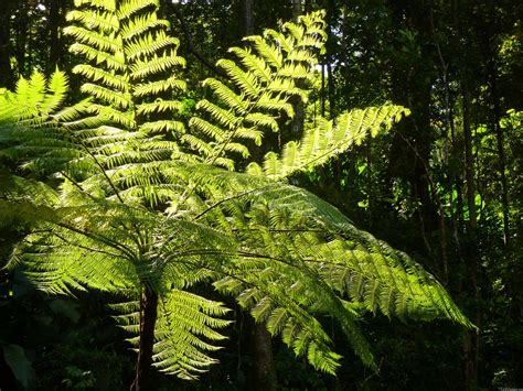 mlewallpaperscom tree fern   rainforest