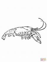 Coloring Crawfish Crayfish Drawing Shrimp Pages Eastern Getdrawings Color Getcolorings Printable sketch template