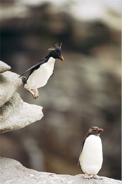 fotoshow pinguine bild  geo