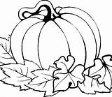 Pumpkin Leaves Drawing Plant Coloring Clipartmag Paintingvalley sketch template