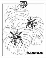 Coloring Tarantulas sketch template