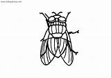 Mosca Moscas Colorare Dibujar Insectos Disegni Scarica Descargar sketch template