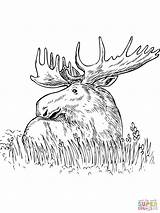 Moose Alce Elch Deer Disegni Gaddynippercrayons Pisani Entitlementtrap sketch template