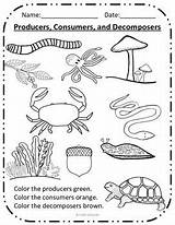 Producers Consumers Decomposers Decomposer Worksheet Stem sketch template