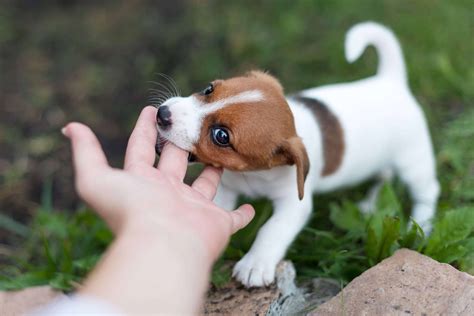 puppy biting       academy  pet careers
