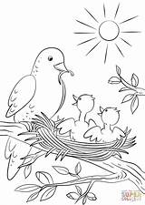 Coloring Bird Mother Chicks Pages Feeding sketch template