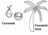 Coconut Printable Coloring Kids Pages sketch template