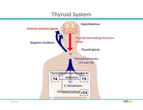 head understanding  thyroid san tan natural