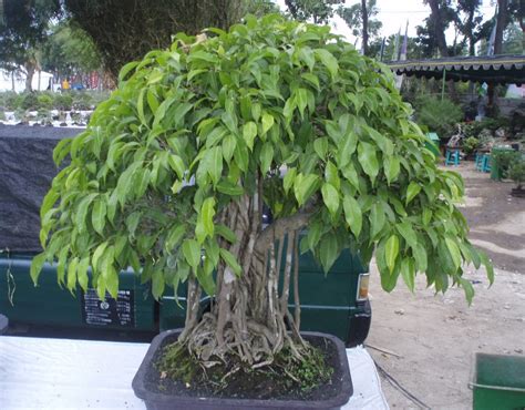 indonesia tourism  membuat bonsai beringin  mengatur akar