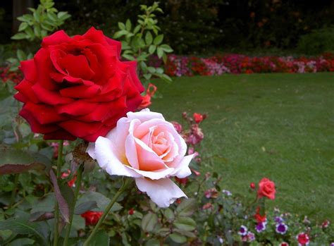 rose flower garden flower hd wallpapers images pictures tattoos