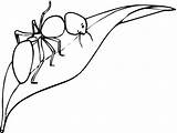 Ant Ants Mewarnai Formica Formiche Daun Hormiga Hormigas Foglia Stampare Cicala Semut Disegnare sketch template