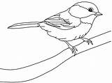 Passarinho Risco Oiseaux Chickadee sketch template
