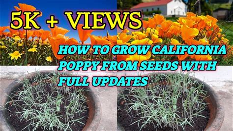 grow california poppy  seeds  full updates youtube
