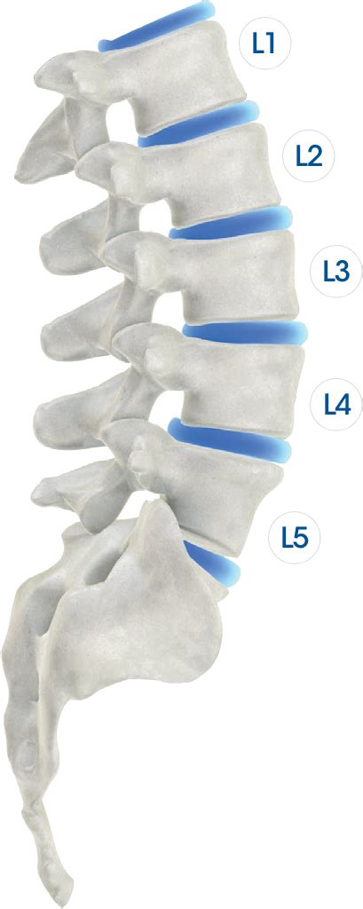 The Verte Breakdown Your Lumbar Spine Chiro One