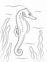 Seahorse Konik Morski Seepferdchen Ausmalbilder Kolorowanka Kolorowanki Zeepaardje Supercoloring Ausmalen Druku Konika Wygląda Seahorses sketch template