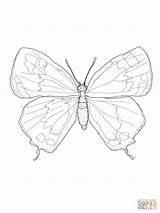 Butterfly Longwing Zebra Coloring Pages Template Colorado sketch template