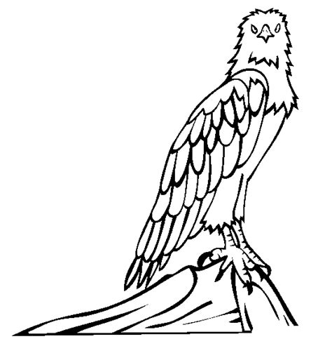 eagle bird coloring pages  printable