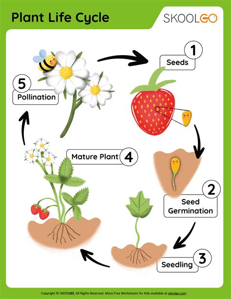 plant life cycle  worksheet skoolgo