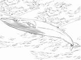 Whale Minke Coloring Pages Supercoloring Drawing Blue sketch template