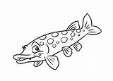 Pike Fish Szczupak Strony Rybie Ilustracyjne Kolorystyki Predatory Obraz sketch template