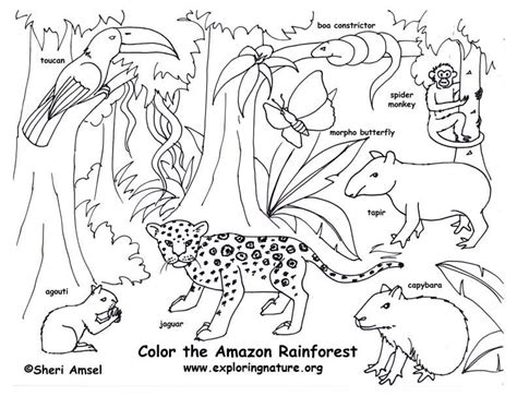rain forest trees coloring page coloring home