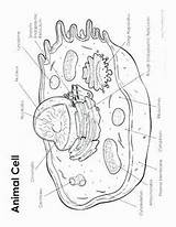 Cellula Cell Animale Scienze Alfabeto Disegni Labeled Unlabeled sketch template