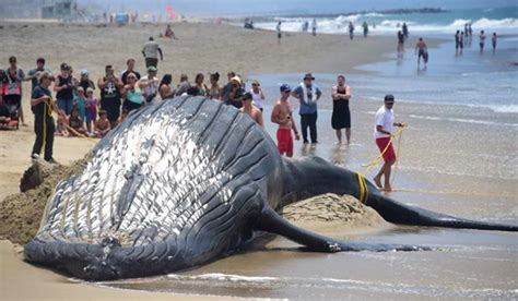 Dead Whale Washes Up On Alexandria Shore Sis