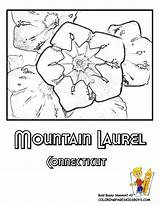 Flower Coloring Connecticut Pages State Mountain Laurel Flag Oklahoma Usa Color Getcolorings Sheet Sheets Iowa Choose Board Print sketch template