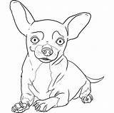 Chihuahua Coloring Pages Chiwawa Dog Draw Step Drawing Chihuahuas Kids Puppy Beverly Hills Dogs Books Happy Pugs Girls Online Print sketch template