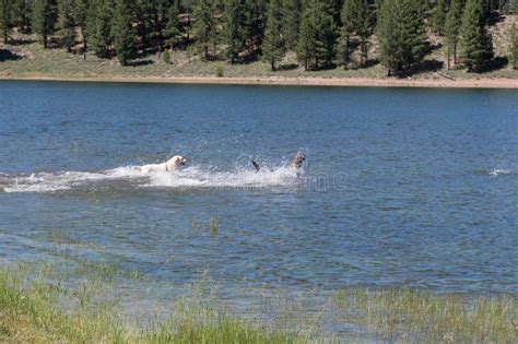 dogs playing prosser creek reservoir stock photo image  donner creek