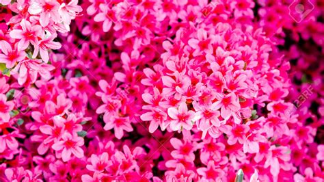 small bright pink flowers spring background hd spring