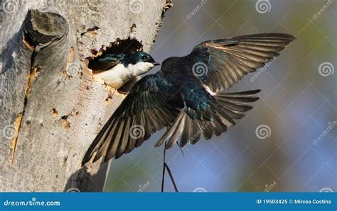 nesting tree swallows stock image image  nest blue