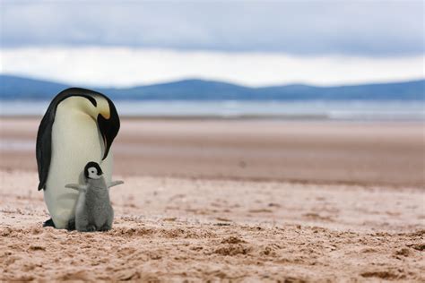 cachent les manchots sur la plage