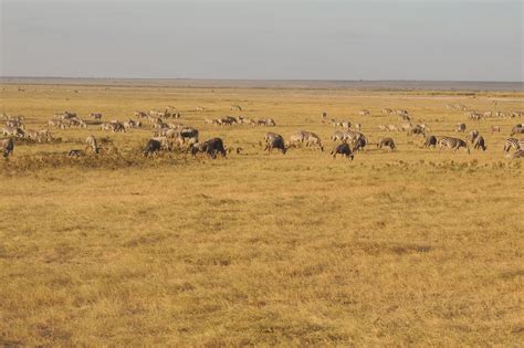 toon blogt kenia de savanne ons oerlandschap
