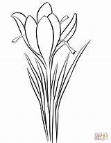 Crocus Coloring Saffron Drawing Pages Sativus Flower Printable Supercoloring Drawings Kleurplaten Draw Plant sketch template