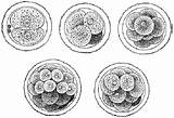 Fertilization Biology Embryonic Fertilized Zygote Undergoes Divides Birth Embryo Rapidly Increasing Mitosis sketch template