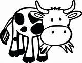 Cow Grass Coloring Pages Eating Printable Funny Cows Cartoon Kids Animals Categories Valentines Adult sketch template