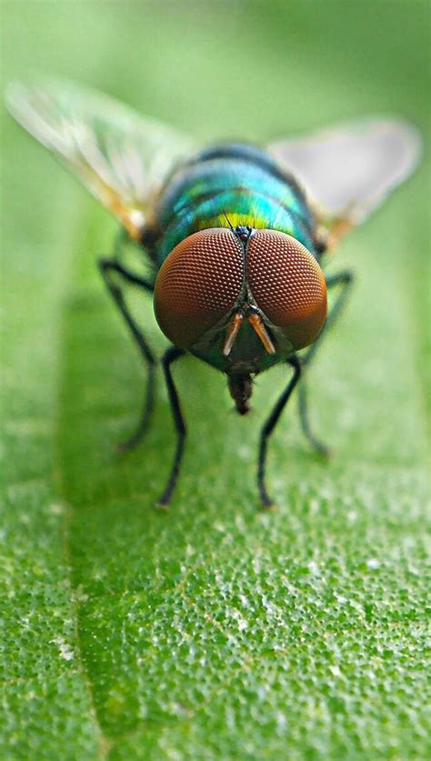 wild animals obnoxious fliesmore     macro photography insects