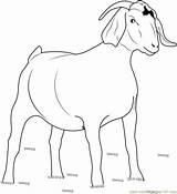 Goat Coloring Golddigger Pages Coloringpages101 Online sketch template
