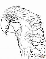 Macaw Arara Colorir Ara Desenhos Pappagallo Tegninger Parrot Voando Vermelha Supercoloring Kategorier sketch template