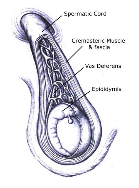 spermatic cord and vasectomy