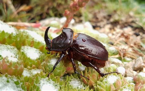 kompost foto bild tiere wildlife insekten bilder auf fotocommunity