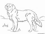 Golden Retriever Coloring Pages Dog Printable Cute Dogs Retrievers Drawing Print Puppies Puppy Lab Color Labrador Supercoloring Super Getcolorings Pattern sketch template