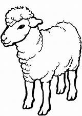 Schaf Schafe Tiere Malvorlage sketch template