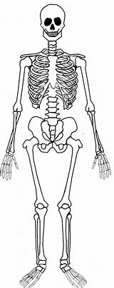 Skeleton Human Body Skeletal System Diagram Anatomy Bones Bone Skull Drawing Template Parts Unlabeled Part Kids Cards Book Printable Montessori sketch template