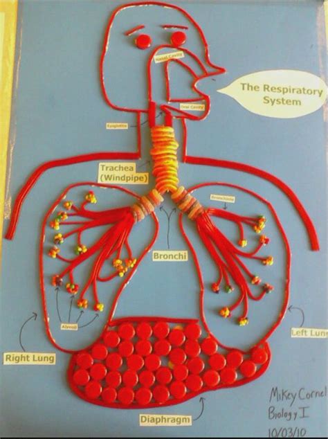 the respiratory system made entirely out of candy materials used